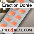 Érection Dorée 26
